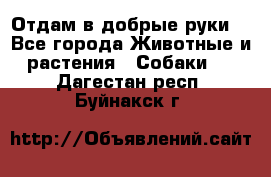 Отдам в добрые руки  - Все города Животные и растения » Собаки   . Дагестан респ.,Буйнакск г.